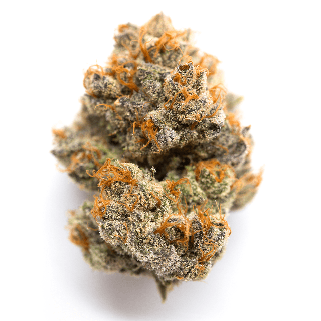 Blue Widow