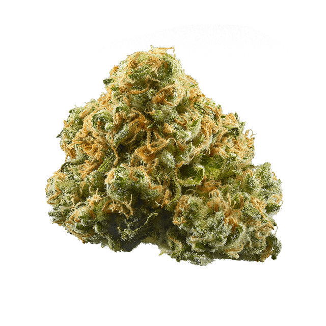 Maple Leaf Indica